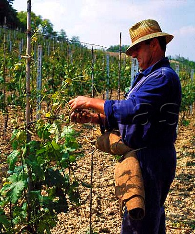 Tying up Barbera vines in spring at Casorzo   Piemonte Italy