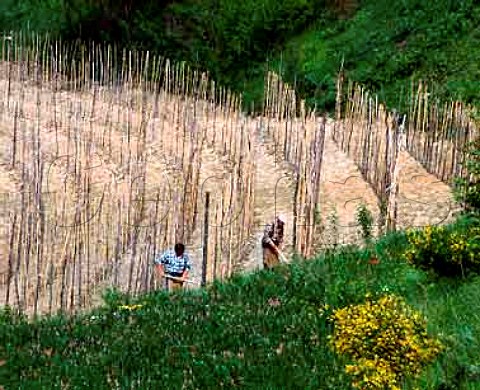 Workers in new vineyard near Roddino   Piemonte Italy