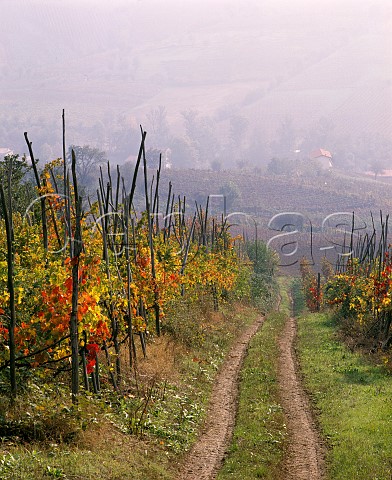 Autumnal vineyards at Santa Maria della Versa   Lombardy Italy Oltrep Pavese