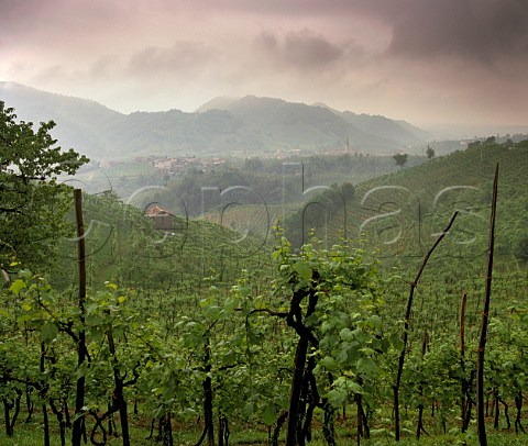 Vineyard at Guia on the Strada del Vino Prosecco   near Valdobbiadene Veneto Italy