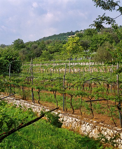 Terraced vineyard near Negrar Veneto Italy   Valpolicella Classico