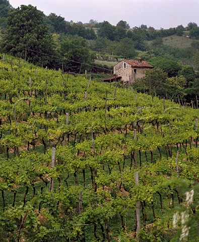 Vineyard near Mezzane di Sotto Veneto Italy  Valpolicella