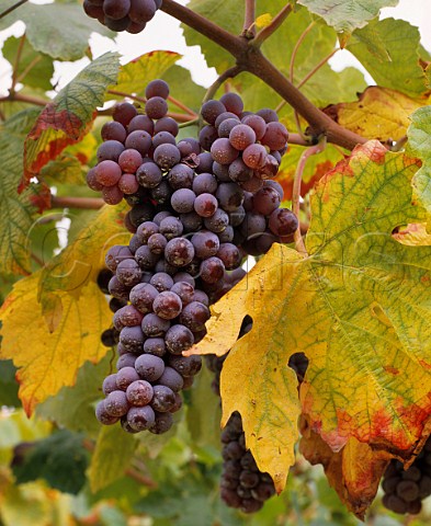 Molinara grapes Valpolicella Italy