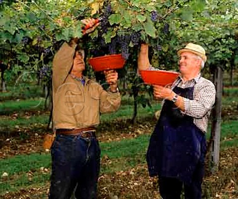Picking Corvina grapes of Masi for Valpolicella   Gargagnano Veneto