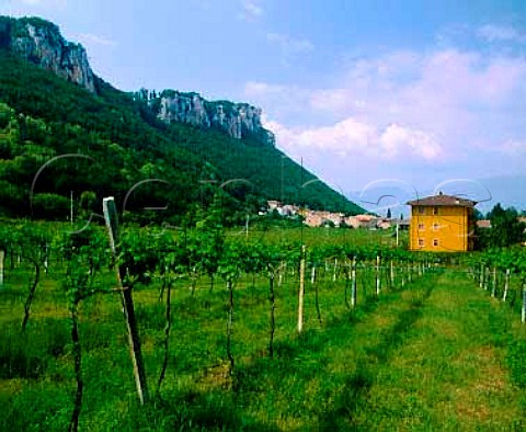 Vineyard at Affi Veneto Italy  Bardolino
