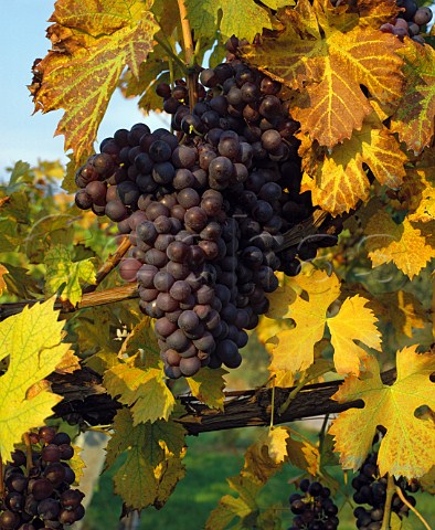 Molinara grapes Veneto Italy Valpolicella  Amarone