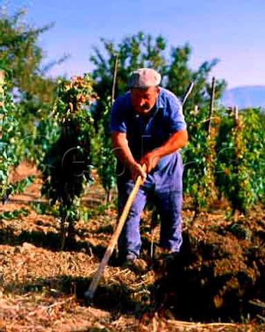 Breaking the ground by hand in vineyard  Tito near Potenza Basilicata Italy
