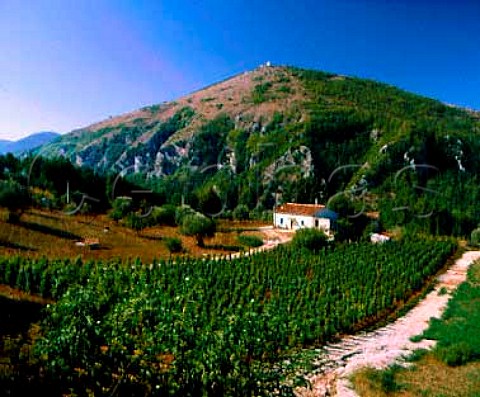 Vineyard near Brienza Basilicata Italy