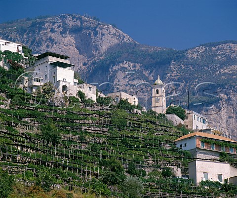 Vines and citrus at Vettica Minore Amalfi Campania Italy