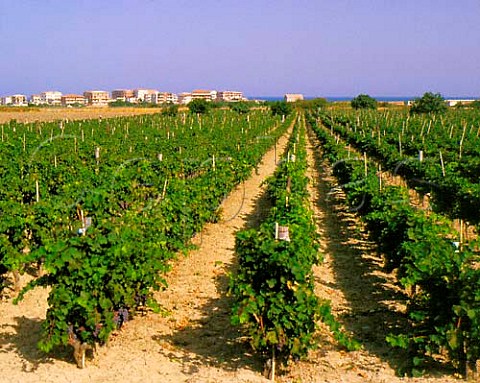 Gaglioppo vineyard with the Mediterranean sea beyond Melissa Calabria Italy