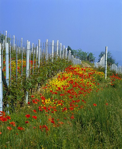 Springtime poppies and mustard in vineyard   La Morra Piemonte Italy       Barolo