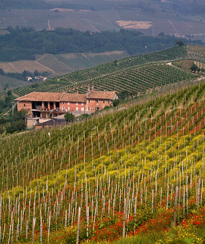 Spring poppies and mustard flowering in vineyard Monforte dAlba Piemonte   Italy  Barolo