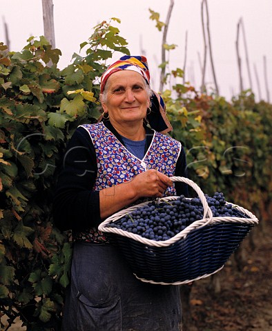 Harvesting Nebbiolo grapes La Morra   Piemonte Italy   Barolo