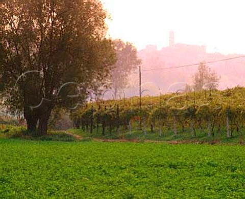Vineyard below Ziano Piacentini Emilia Romagna   Italy       Gutturnio dei Colli Piacentini