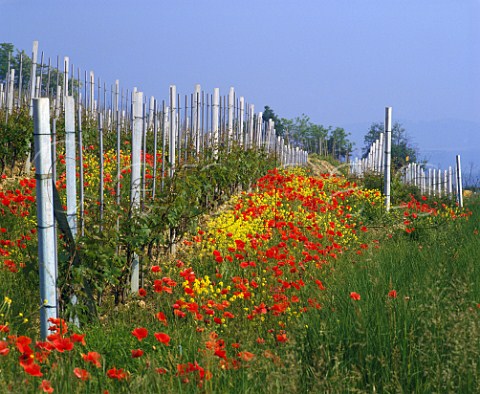 Springtime poppies and mustard flowering in   vineyard La Morra Piemonte Italy Barolo