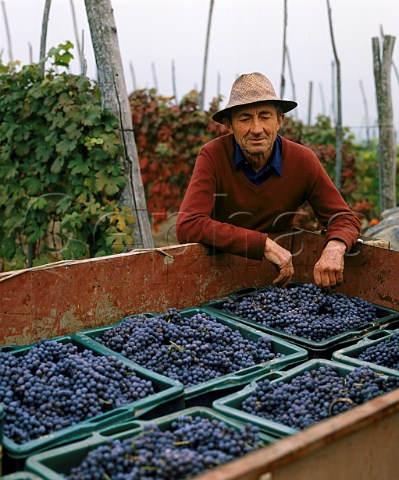 Crates of harvested Nebbiolo grapes La Morra   Piemonte Italy      Barolo