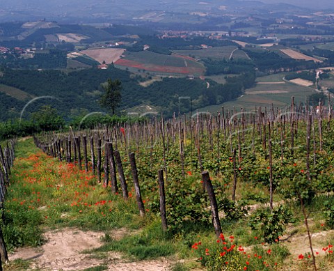 Spring poppies in vineyard at Diano dAlba Piemonte Italy