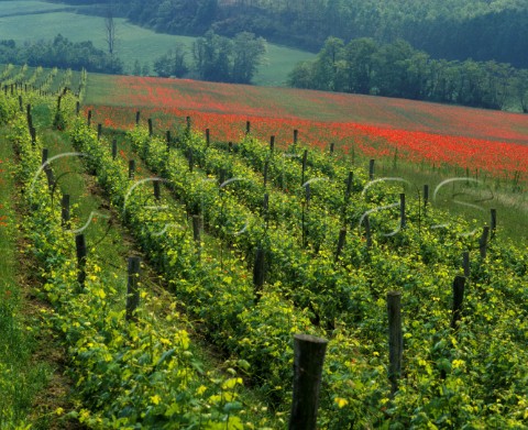 Vineyard and poppies in the spring Rossignano Monferrato Piemonte Italy Grignolino del Monferrato Casalese