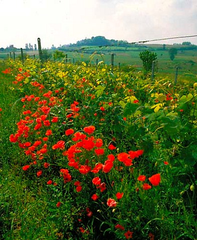 Spring poppies by vineyard at Casorzo Piemonte   Italy