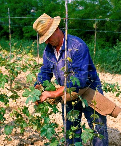Tying up Barbera vines in the spring   at Casorzo Piemonte Italy