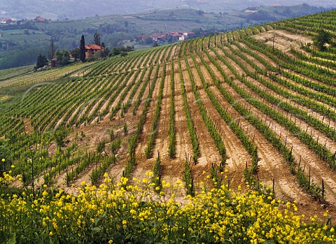 Vineyards in spring on the Strada de Vini del Freisa e Malvasia  Castelnuovo don Bosco Piemonte Italy