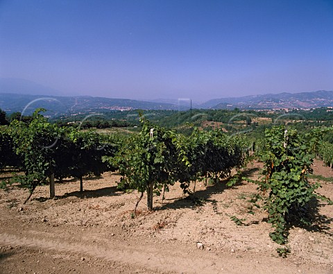Vignadora vineyard of Mastroberardino   near Avellino Campania Italy  Fiano di Avellino