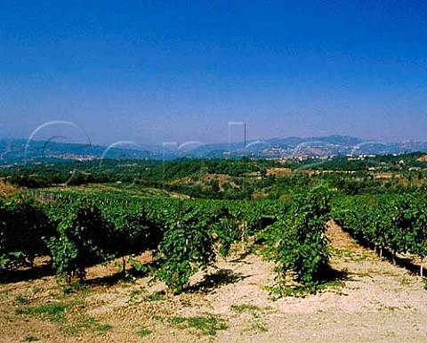 Vignadora vineyard of Mastroberardino near   Avellino Campania Italy   Fiano di Avellino