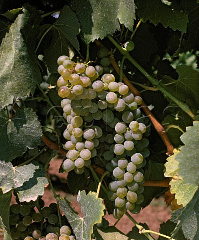 Fiano grapes in the Vignadora vineyard of   Mastroberardino Avellino Campania Italy  Fiano di Avellino