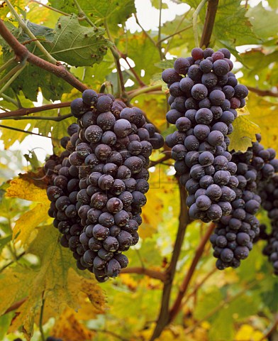 Corvina grapes Veneto Italy  Valpolicella  Amarone