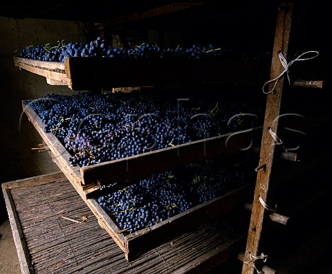 Drying grapes for Amarone on traditional rush mats   in a loft of Masi Gargagnano Veneto Italy   Valpolicella  Amarone
