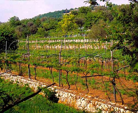 Terraced vineyards near Negrar Veneto Italy      Valpolicella Classico