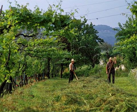 Haymaking under pergola trained vines Negrar   Veneto Italy Valpolicella Classico