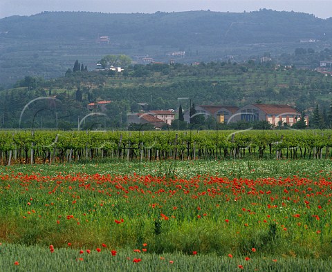 Vineyards and poppies in the spring Near Verona Veneto Italy Valpolicella