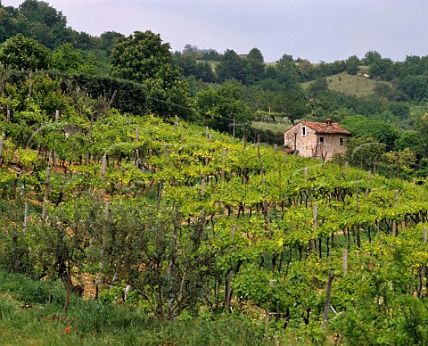 Vineyard and house near Mezzane di Sotto Veneto Italy Valpolicella