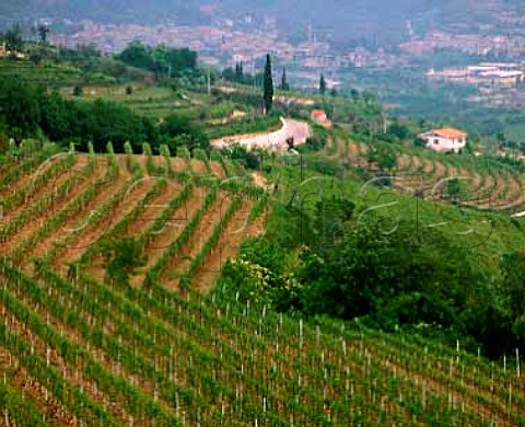 Vineyards above Tregnago Veneto Italy   Valpolicella