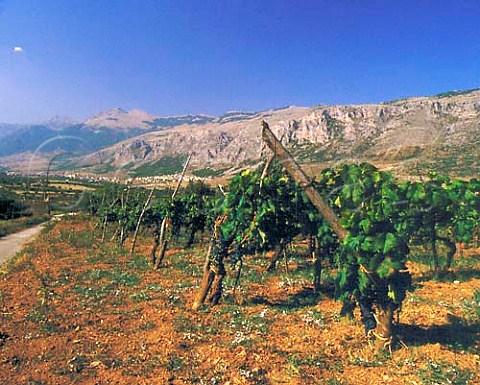 Vineyard above Frascineto with Monte Pollino beyond   Calabria Italy  DOC Pollino