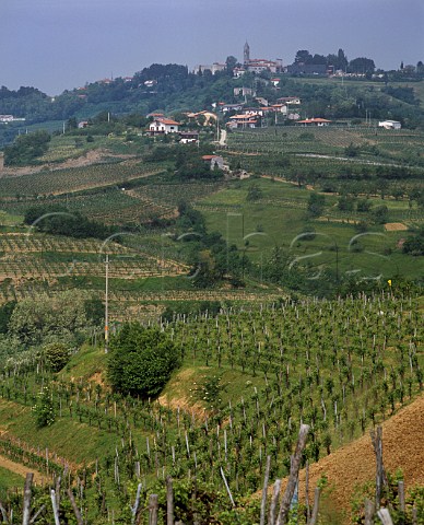 Vineyards at San Floriano del Collio Friuli Italy   Collio Goriziano