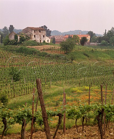 Ribolla vineyard of Mario Schiopetto at Capriva del Friuli Italy  Collio Goriziano