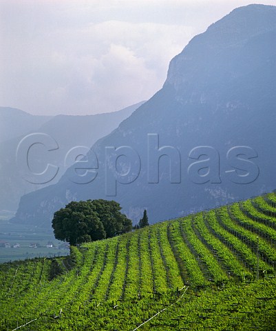 Vineyard above the Adige Valley at Cortaccia Alto Adige Italy