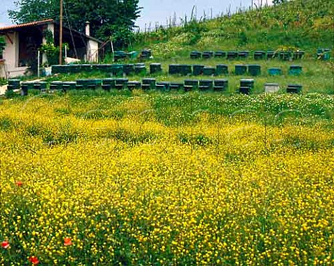 Beehives by field of flowering mustard   Piemonte Italy
