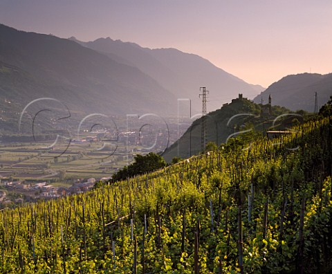 Vineyards at Montagna in Valtellina with Castel Grumello beyond high above Sondrio and the Adda Valley Lombardy Italy Grumello  Valtellina Superiore  