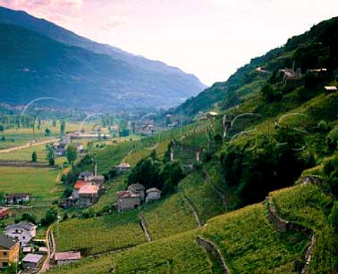 Vineyards above the Adda Valley near San Giacomo   Lombardy Italy  Valgella  Valtellina Superiore