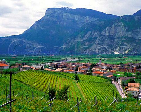 Vineyards at San Michele allAdige Trentino  Italy
