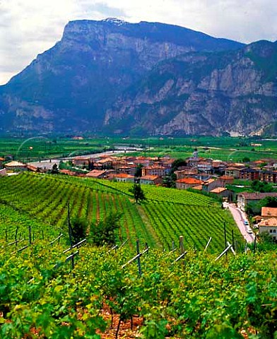 Vineyards at San Michele allAdige Trentino Italy