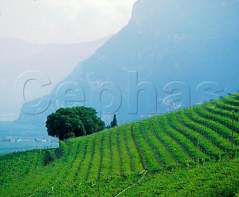Vineyards above Cortaccia Alto Adige Italy