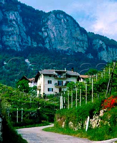 Road up to Cortaccia Alto Adige Italy