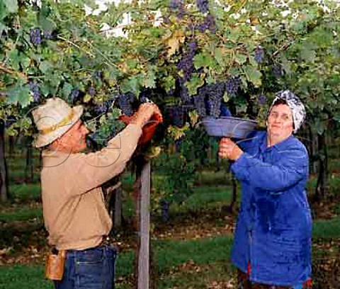 Picking Corvina grapes for Valpolicella Amarone of   Masi Gargagnano Veneto Italy