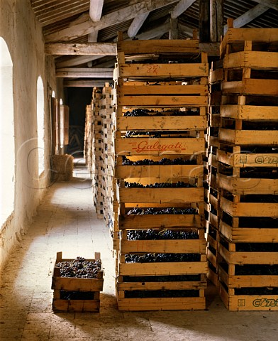 Drying grapes for Amarone and Recioto in a loft of   Masi Gargagnano Veneto Italy  Valpolicella