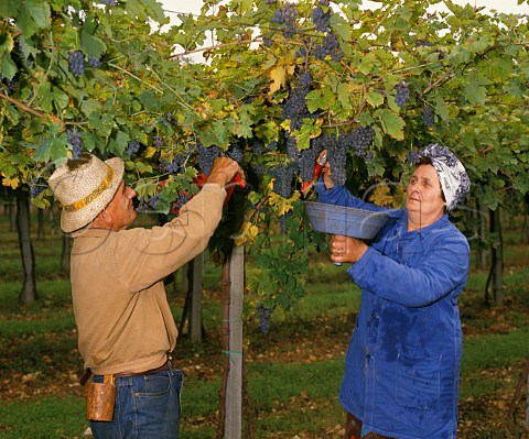 Picking Corvina grapes in a pergolatrained vineyard of Masi Gargagnano Veneto Italy Valpolicella Classico