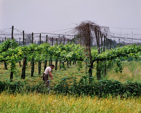 Man scything the grass beneath a pergolatrained vineyard Near Treviso Veneto Italy Piave